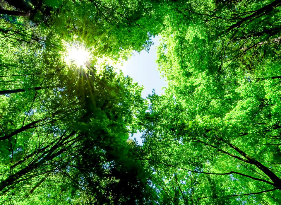 Vivid green forest in the Catalonia forest of Collsacabra during springtime.